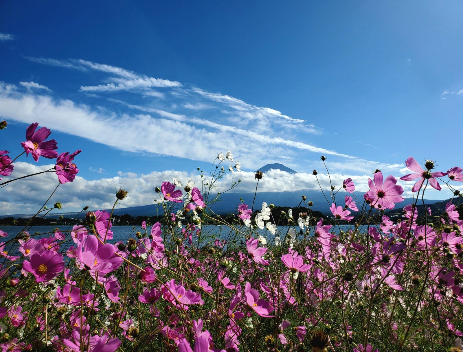 Mount Fuji & Hakone Private Tour with Bullet Train Return - Oshino Hakkai’s Eight Ponds: Calm Water in a Fuji-Fed World