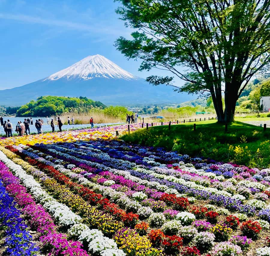 Mount Fuji One Day Private Tour With English Speaking Driver - A Private Mt. Fuji Day That’s Really About Your Pace