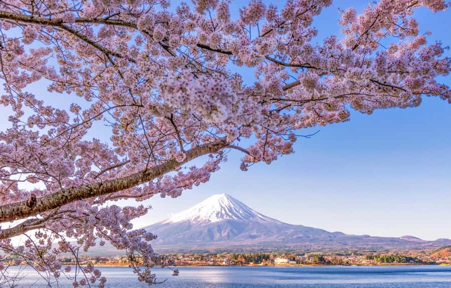 Mt. Fuji 6 Attractions Tour: Lake Kawaguchi, Oshino Hakkai - Key Points Before You Go