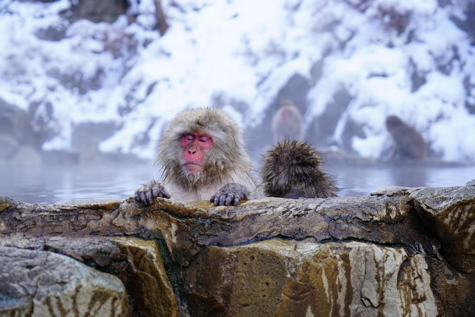Nagano: Snow Monkeys, Zenkoji Temple & Sake Day Trip - Key Things to Know Before You Go