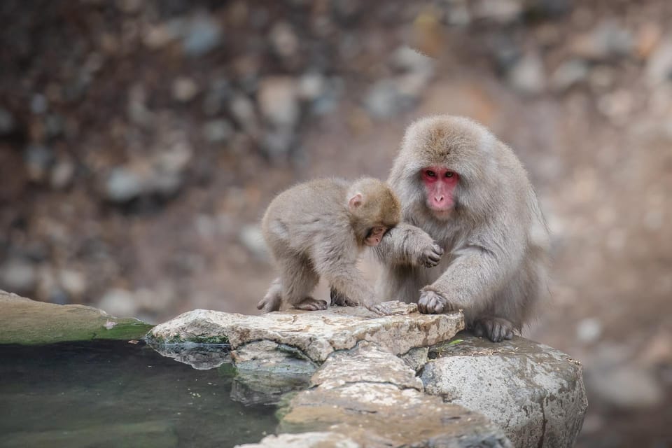 Nagano: Snow Monkeys, Zenkoji Temple & Sake Day Trip - Why a Private Nagano Day Trip Works So Well