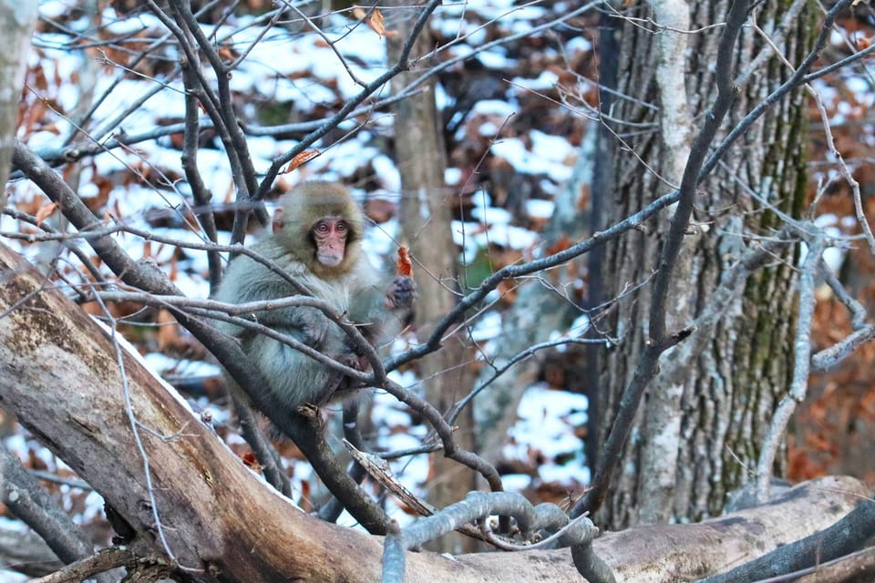 Nagano: Snow Monkeys, Zenkoji Temple & Sake Day Trip - Getting to Jigokudani: The Drive Sets the Mood