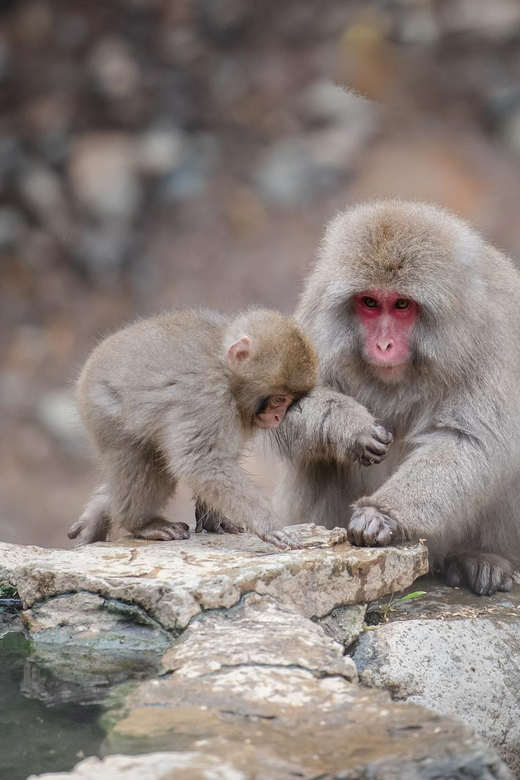 Nagano: Snow Monkeys, Zenkoji Temple & Sake Day Trip - What to Pack (So the Day Doesn’t Wear You Down)