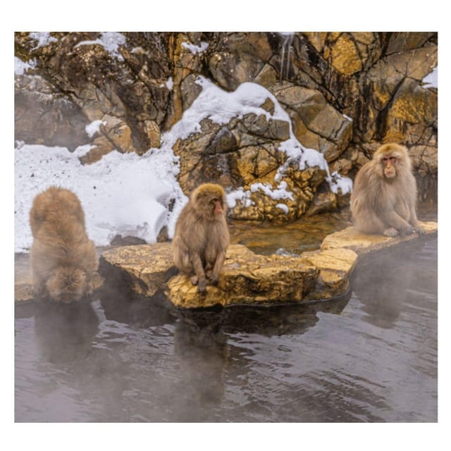 Nagano/Tokyo: Snow Monkey Private Day Tour At Lowest Rate - Who This Tour Fits Best (and Who Should Think Twice)