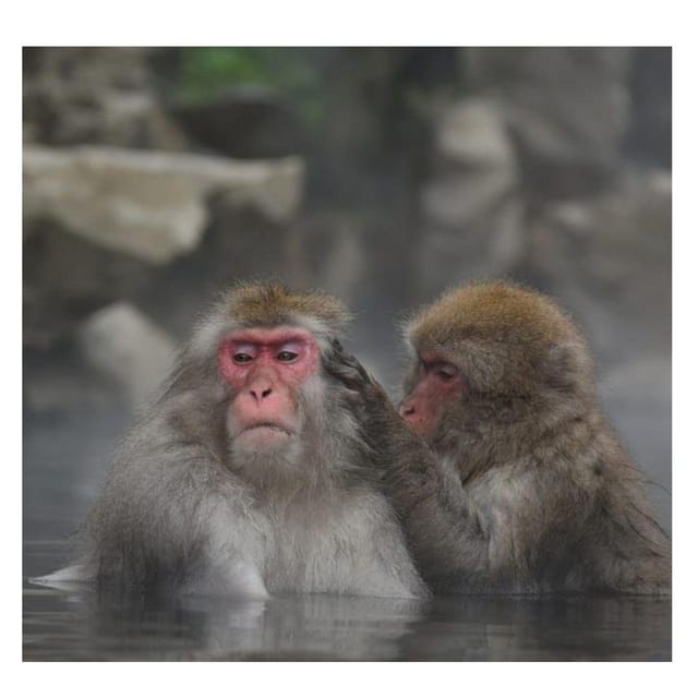 Nagano/Tokyo: Snow Monkey Private Day Tour At Lowest Rate - Zenko-ji Temple: Spiritual Calm After the Mountain Air