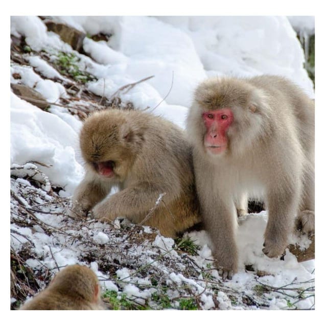 Nagano/Tokyo: Snow Monkey Private Day Tour At Lowest Rate - Matsumoto Castle and Obuse: Feudal Power Meets Snack Time