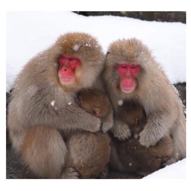 Nagano/Tokyo: Snow Monkey Private Day Tour At Lowest Rate - Comfort and Practicalities That Matter on a Long Winter Day