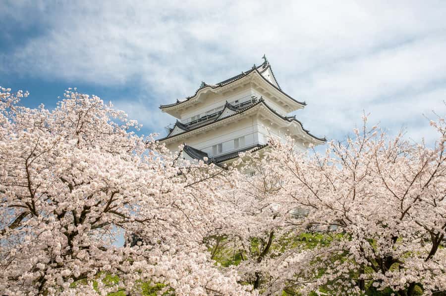 Odawara: Guided Ninja & Samurai Tour of Odawara Castle - Key things to know before you go