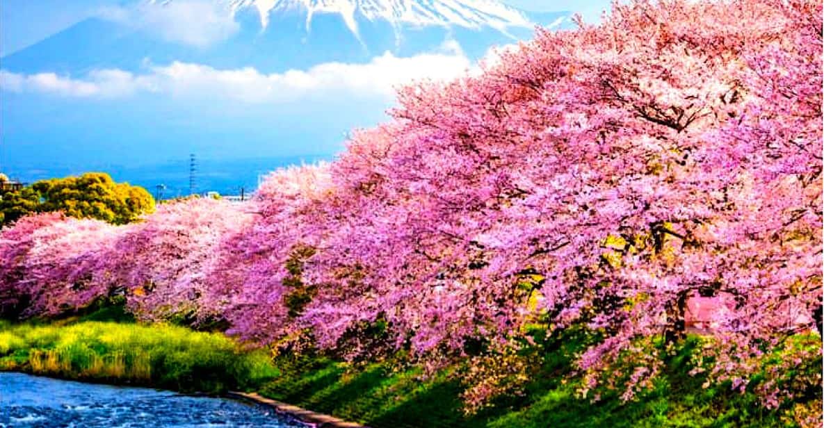 Private Mount Fuji sightseeing Day trip with English Guide - Key Details That Matter Before You Go