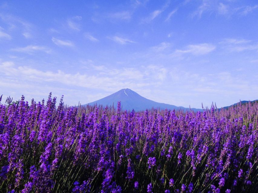 Seasonal Mt. Fuji Scenic Views, Fruit Picking and Ropeway! - Key Things to Know Before You Go