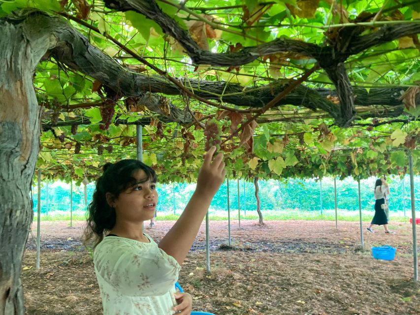 Seasonal Mt. Fuji Scenic Views, Fruit Picking and Ropeway! - First Stop: How This One-Day Tour Actually Works from Tokyo