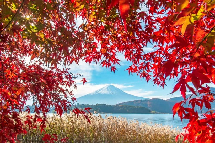 Seasonal Mt. Fuji Scenic Views, Fruit Picking and Ropeway! - Fujisan Panorama Ropeway: The 360-Degree View You Came For