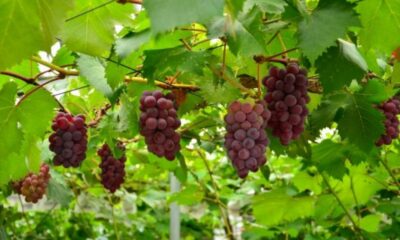 Seasonal Mt. Fuji Scenic Views, Fruit Picking and Ropeway! - Getting to the Meeting Point Near Shinjuku (No Stress Version)