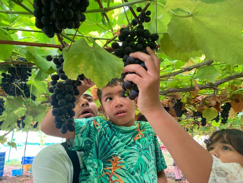 Seasonal Mt. Fuji Scenic Views, Fruit Picking and Ropeway! - Fruit Picking in Yamanashi: The Hands-On Part of the Day