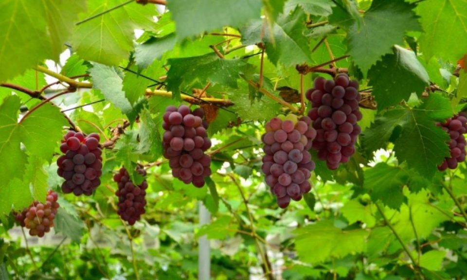 Seasonal Mt. Fuji Scenic Views, Fruit Picking and Ropeway! - Getting to the Meeting Point Near Shinjuku (No Stress Version)