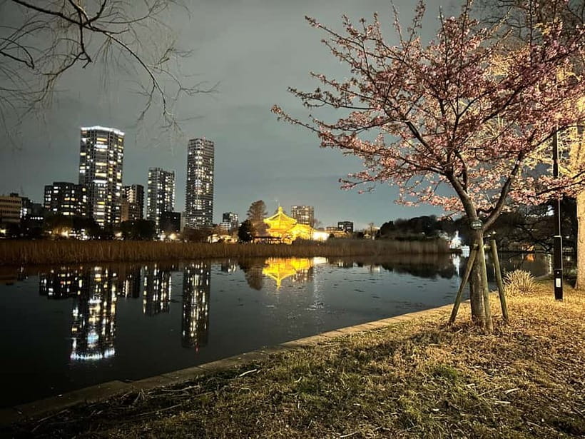 Tokyo: Akihabara, Shibuya, Karaoke & City Lights Night Tour - Who this tour fits best (and who should choose something else)