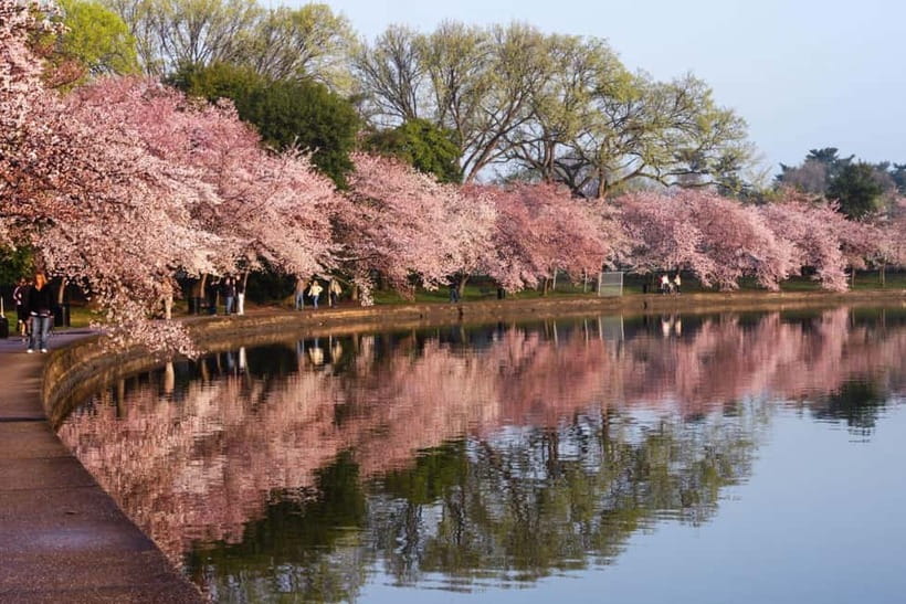 Tokyo Cherry Blossom Express Tour with Boat Ride - Koishikawa Korakuen West Entrance: where the blossom day starts