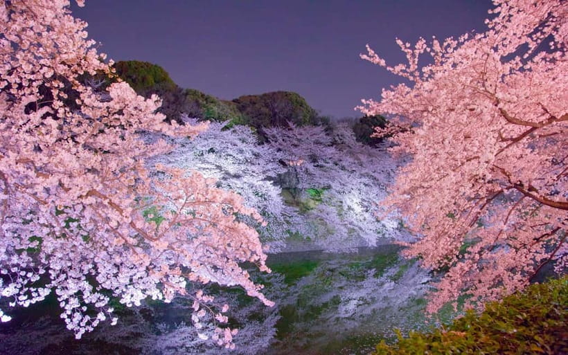 Tokyo Cherry Blossom Express Tour with Boat Ride - Ueno Park cherry blossom time: big scenes, easy flow