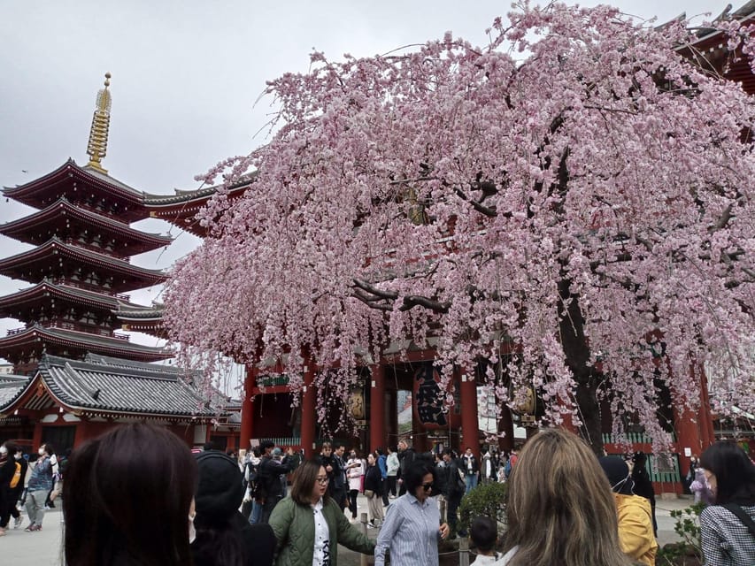 Tokyo: Full-day Immersive Private Tour by Premium Car - Shibuya Crossing: The Heartbeat Photo Stop