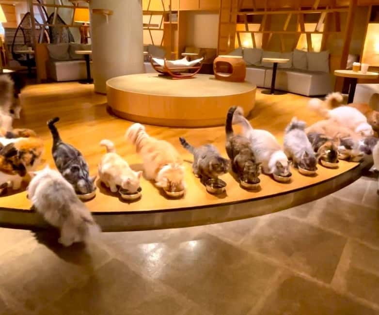 Tokyo: Gotokuji Cat Temple, Shinjuku Cat Cafe & 3D Cat Tour - Key points before you go