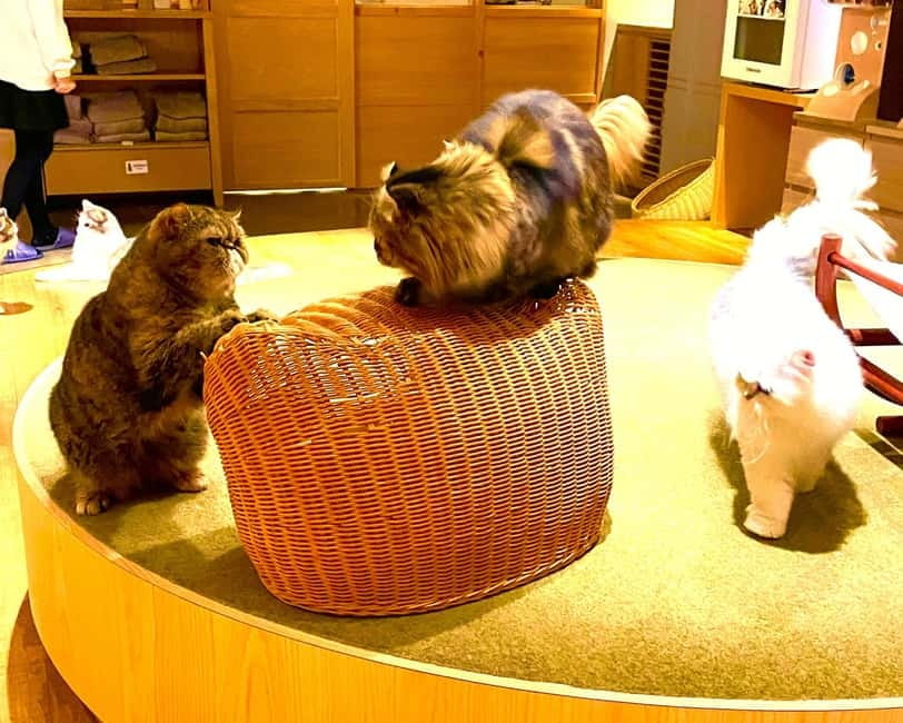 Tokyo: Gotokuji Cat Temple, Shinjuku Cat Cafe & 3D Cat Tour - The Train Ride to Gotokuji: Simple, Predictable, and Cheap