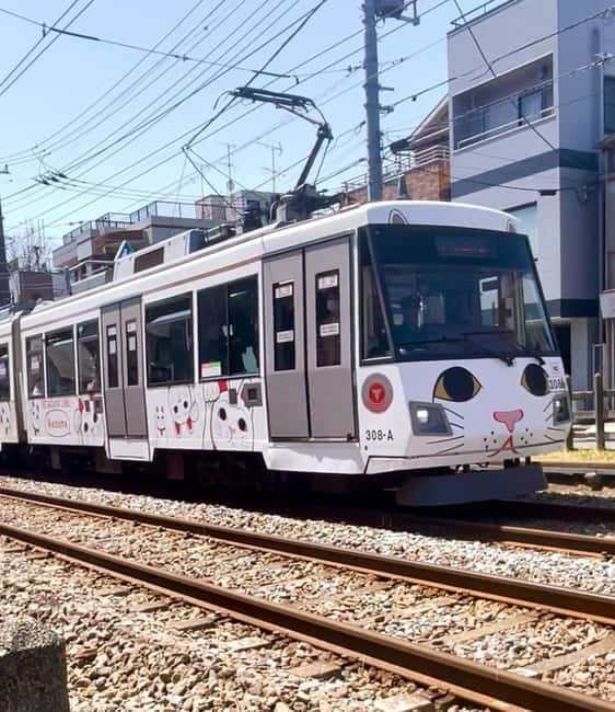Tokyo: Gotokuji Cat Temple, Shinjuku Cat Cafe & 3D Cat Tour - How the 150 Minutes Actually Feel (Not Rushed, Just Packed)