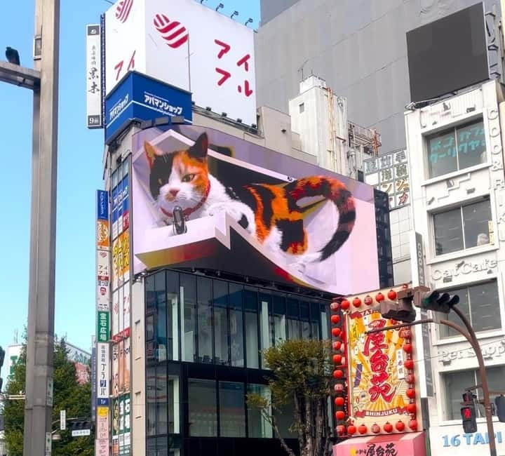 Tokyo: Gotokuji Cat Temple, Shinjuku Cat Cafe & 3D Cat Tour - Is $56 Worth It? What You’re Paying For (and What You Pay Separately)