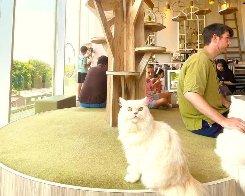 Tokyo: Gotokuji Lucky Cat Temple & Harajuku Cat Cafe Tour - Key things you’ll notice on this cat-focused Tokyo tour
