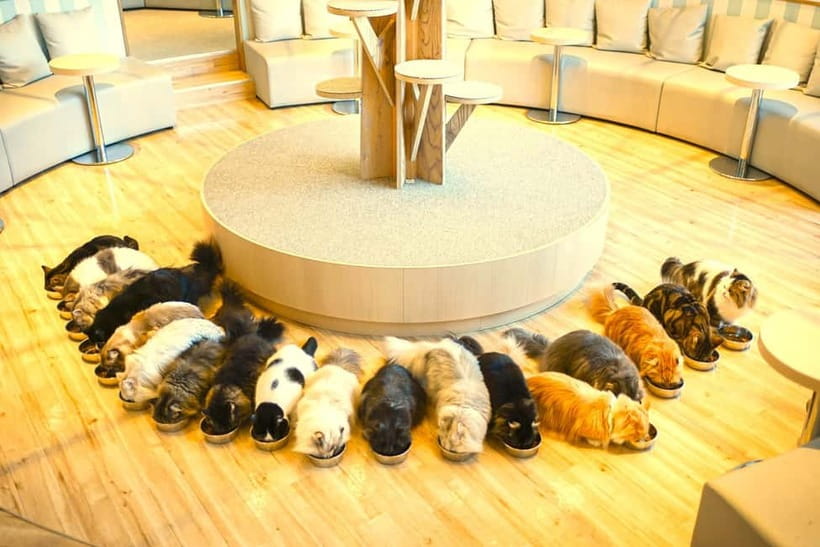 Tokyo: Gotokuji Lucky Cat Temple & Harajuku Cat Cafe Tour - Should you book the Tokyo cat café and Gotokuji lucky cat tour?