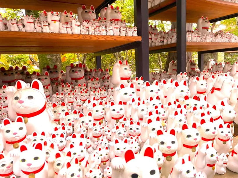 Tokyo: Gotokuji Lucky Cat Temple & Harajuku Cat Cafe Tour - Cat Café MOCHA Harajuku: the 30-minute cat fix before the temple