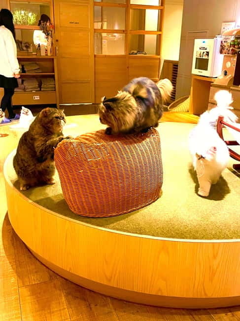 Tokyo: Gotokuji Lucky Cat Temple & Harajuku Cat Cafe Tour - Cat-shaped sweets near the temple: snack like locals, not just tourists
