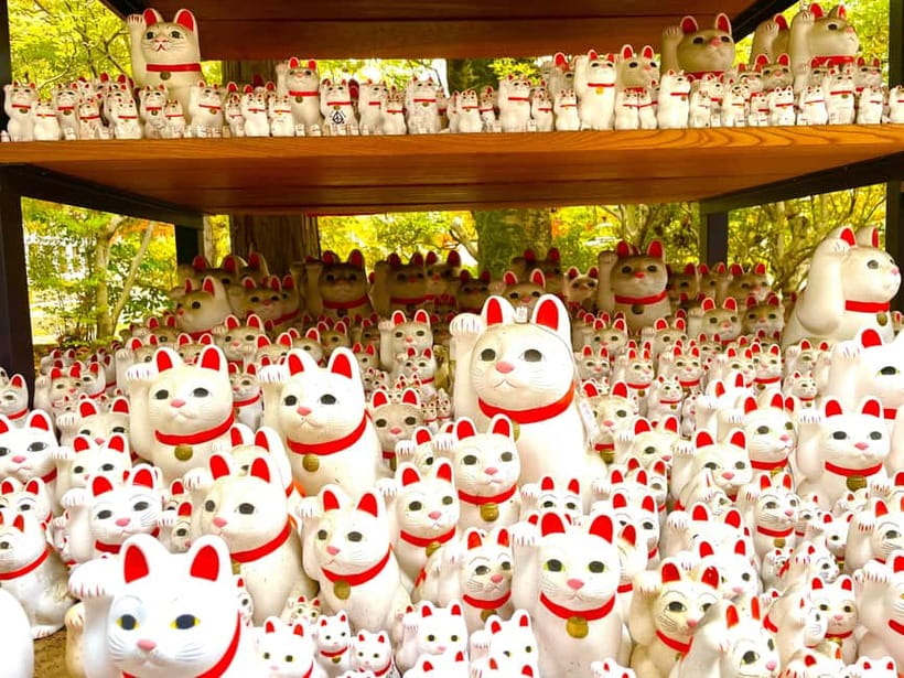 Tokyo: Gotokuji Lucky Cat Temple & Harajuku Cat Cafe Tour - Price and value: what’s included, what costs extra