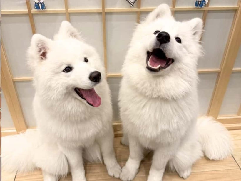 Tokyo Harajuku：30-Minute Samoyed Interaction Experience - Key Things I’d Book This For