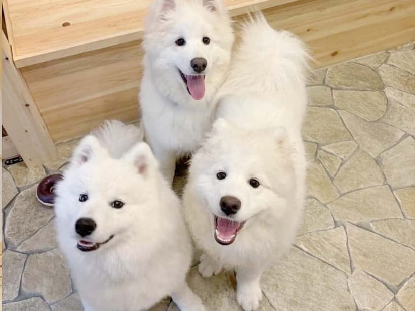 Tokyo Harajuku：30-Minute Samoyed Interaction Experience - Harajuku Samoyed Time: What This 30 Minutes Really Means