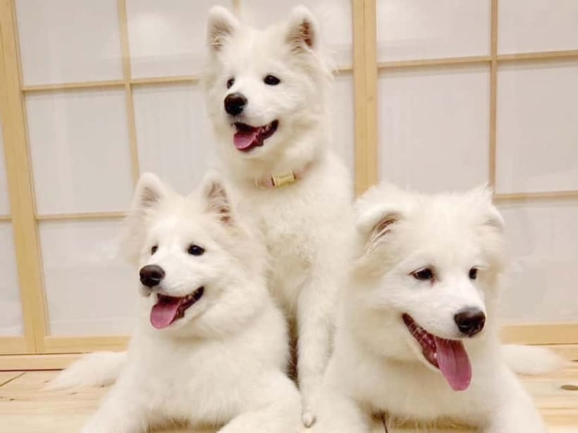 Tokyo Harajuku：30-Minute Samoyed Interaction Experience - Your Included Happi Coat Photo Moment (And What It Includes)