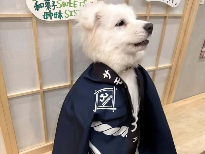 Tokyo Harajuku：30-Minute Samoyed Interaction Experience - Unlimited Drinks: Small Detail, Real Comfort