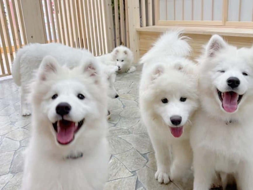 Tokyo Harajuku：30-Minute Samoyed Interaction Experience - Timing and Flow: How the 30-Minute Turnover Really Affects You