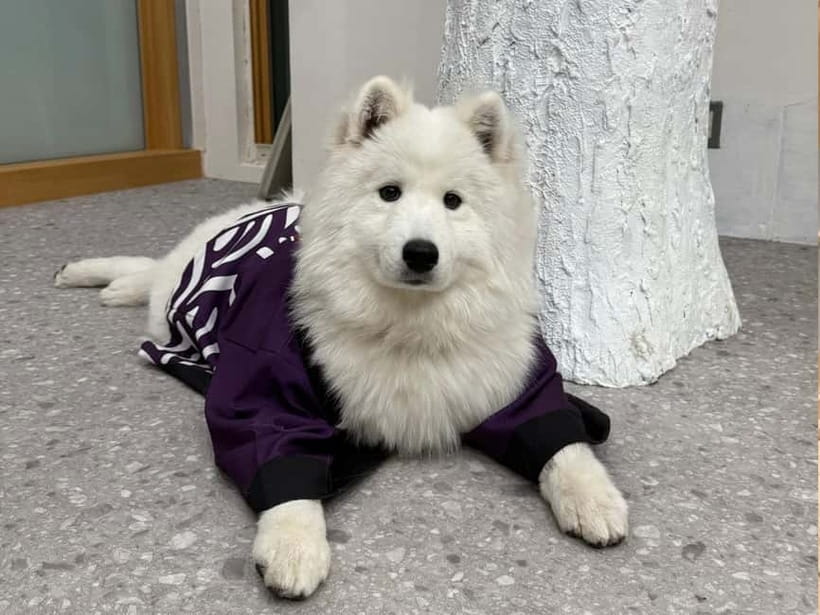 Tokyo Harajuku：30-Minute Samoyed Interaction Experience - Who This Experience Fits Best