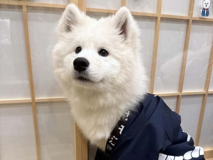 Tokyo Harajuku：30-Minute Samoyed Interaction Experience - Practical Tips to Make Your Visit Smooth
