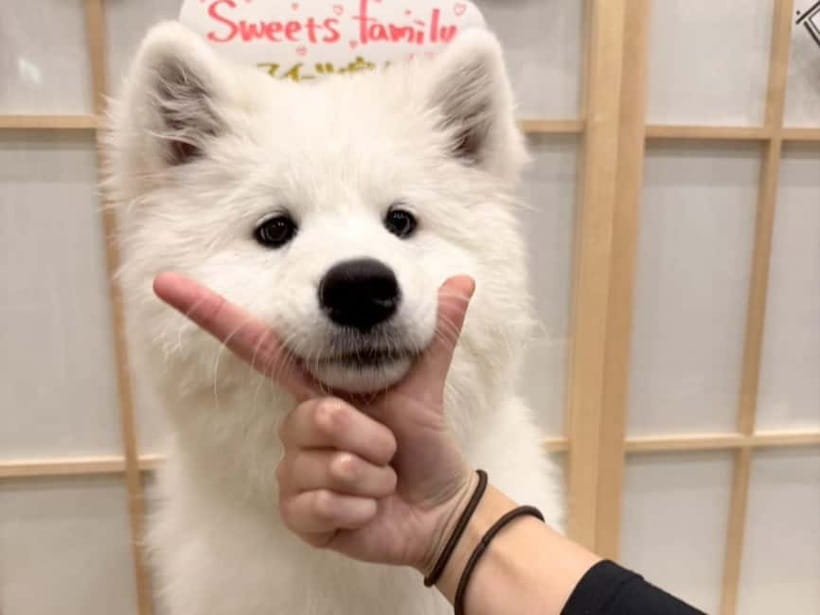 Tokyo Harajuku：30-Minute Samoyed Interaction Experience - Price and Value: Is $24 Worth It?