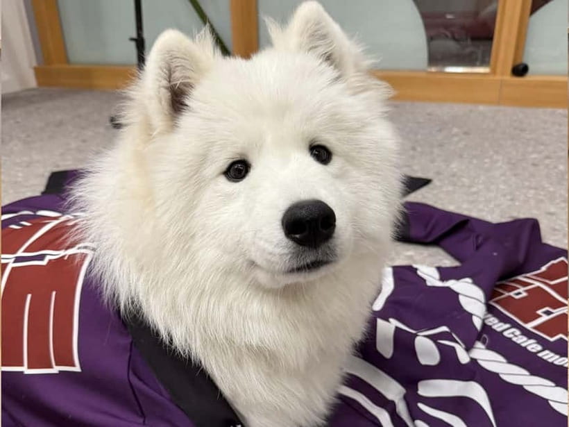 Tokyo Harajuku：30-Minute Samoyed Interaction Experience - The Star of the Show: Interacting With Up to 16 Samoyeds