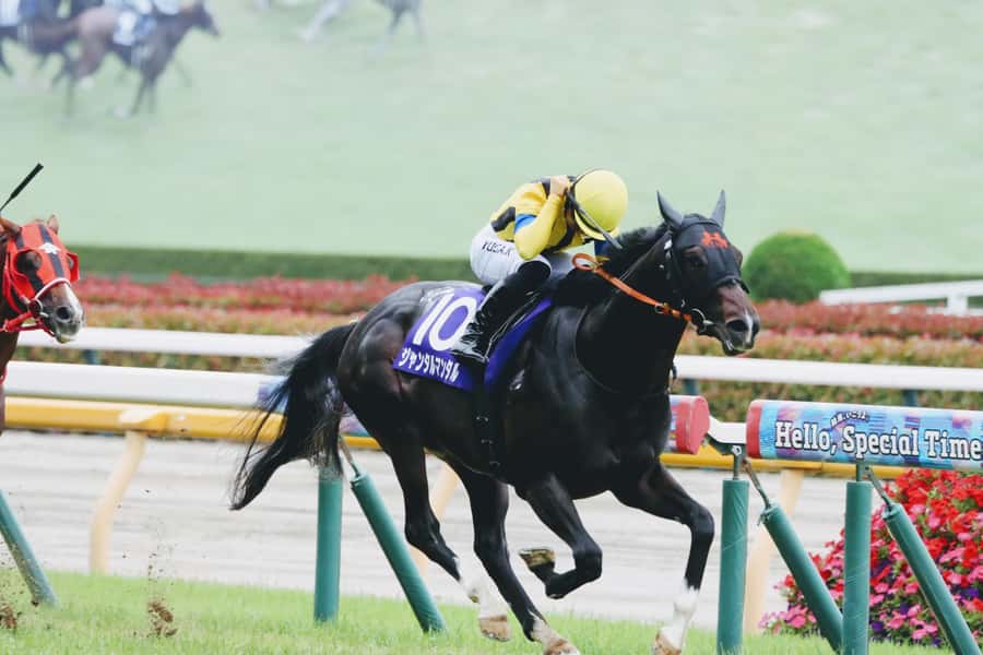 Tokyo: Horse Racing Tour with Local Fan - Key Highlights You’ll Feel Immediately