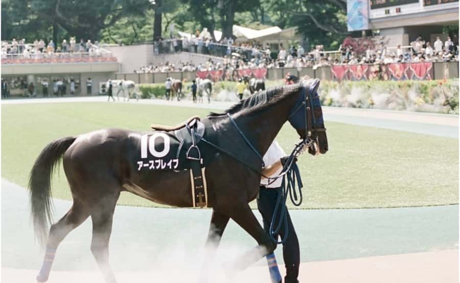 Tokyo: Horse Racing Tour with Local Fan - The Food and Drinks Reality Check: Tasting On-Site Without Budget Surprises