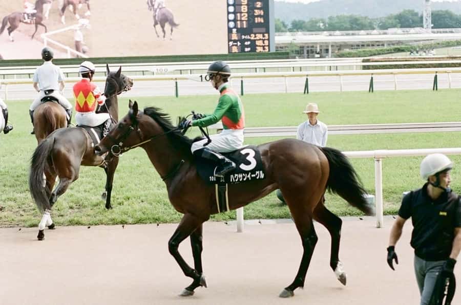 Tokyo: Horse Racing Tour with Local Fan - What to Bring (and What to Decide Before You Go)