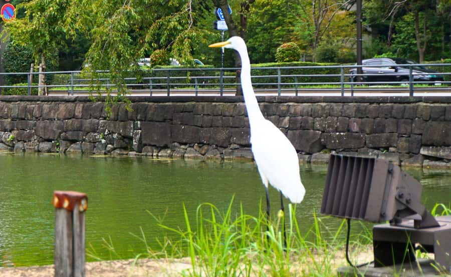 Tokyo: Imperial Palace Japanese History Walking Tour - Eastern Gardens Highlights: Samurai Houses, Bamboo, and Gifted Trees