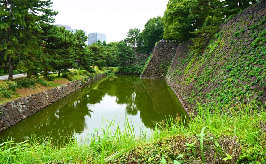 Tokyo: Imperial Palace, the history of Japan (ENGLISH GUIDE) - Special Koi in the Gardens: A Small Detail That Feels Like a Reward