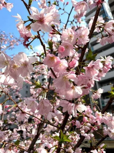 Tokyo: Local Foodie Adventure near Roppongi - Shrine and Temple Stops for Good Luck (and Better Context)