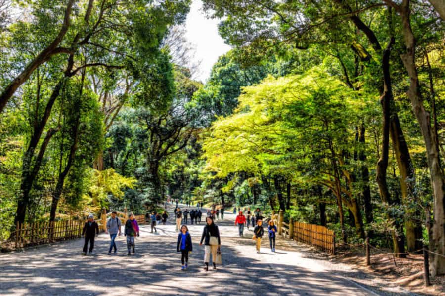 Tokyo: Meiji Shrine Walking Tour with Local Guide - Key things to look forward to