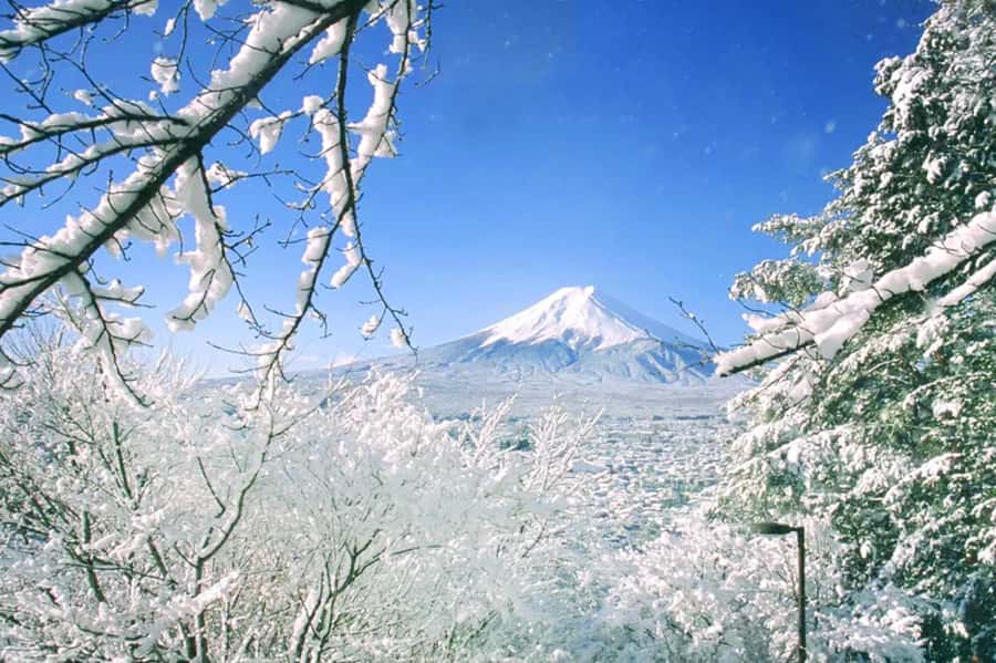 Tokyo: Mount Fuji Day Trip with Scenic & Local Stops - Why this Fuji day trip is such strong value