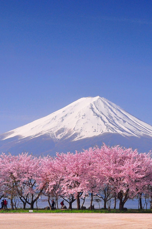 Tokyo: Mt. Fuji & Hakone Cherry Blossoms Private Day Tour - Kachi Kachi Ropeway and Owakudani: When Hakone Gets Real